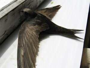 Если рядом с домом нет гнезда, и птица залетела в дом случайно, это важный знак. Примет о ласточках, посещающих жилье, множество, а говорят они о таких событиях: