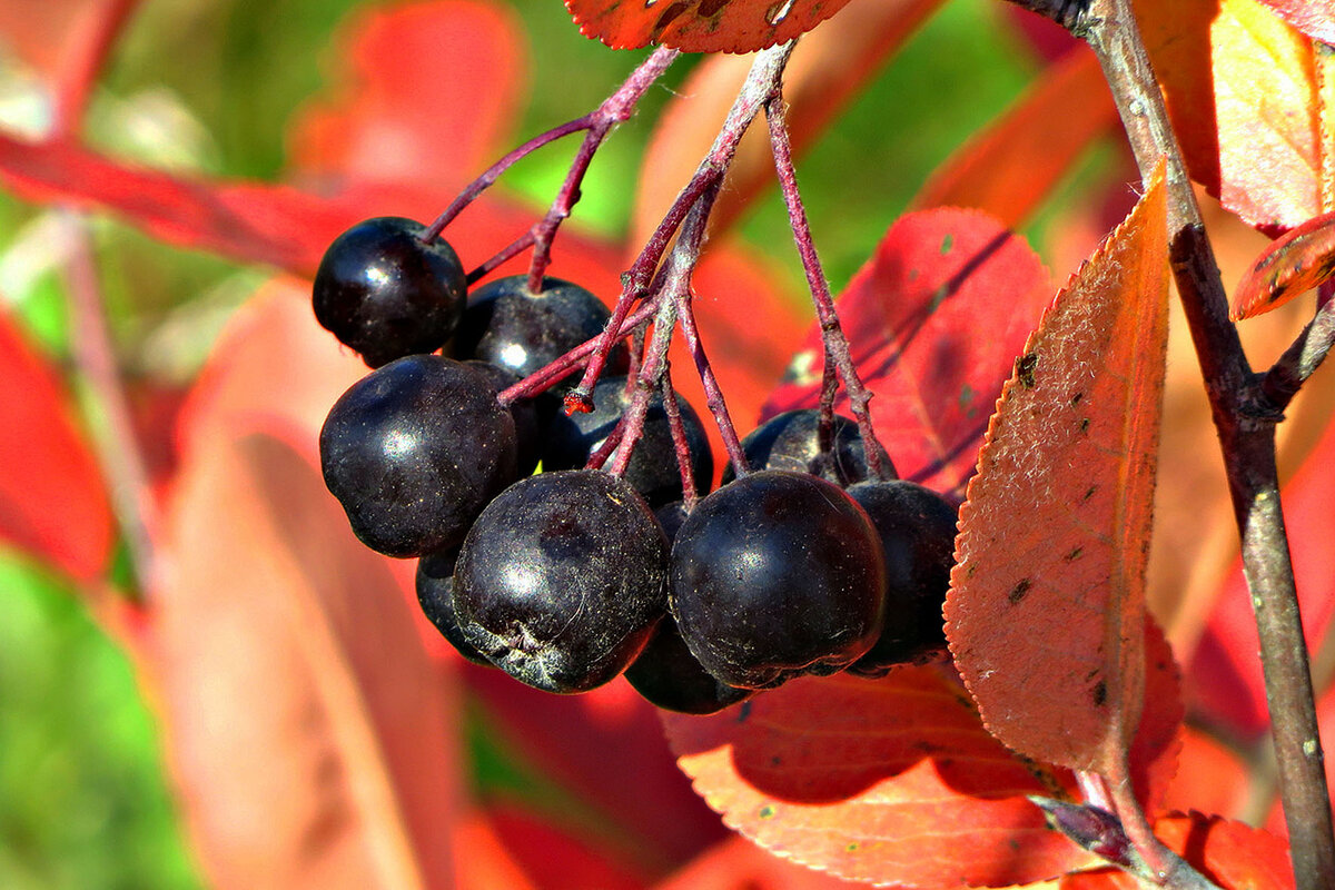 Черноплодная рябина арония. Арония черноплодная родина. Черноплодная рябина арония. Рябина черноплодная форма выпуска. Арония мичурина.