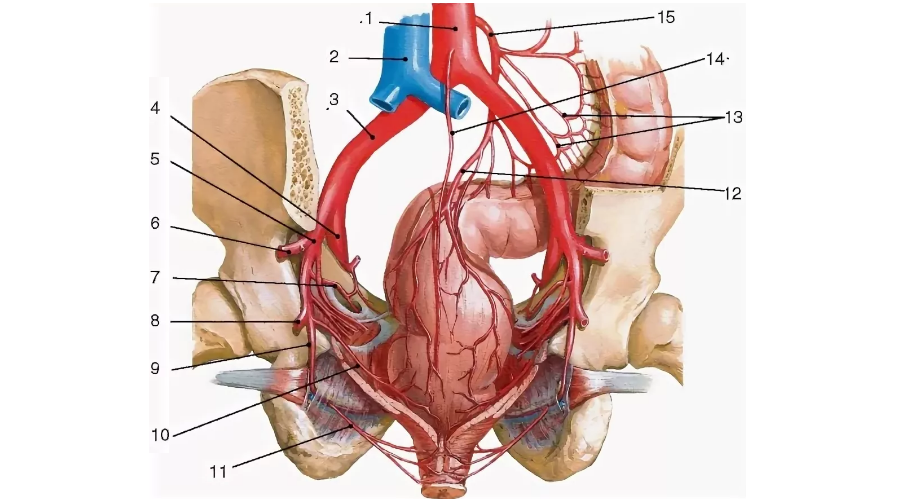 Органы таза у женщин. Подвздошная артерия анатомия. Маточная артерия анатомия. Подвздошные сосуды анатомия. Артерия кровоснабжающая органы малого таза.