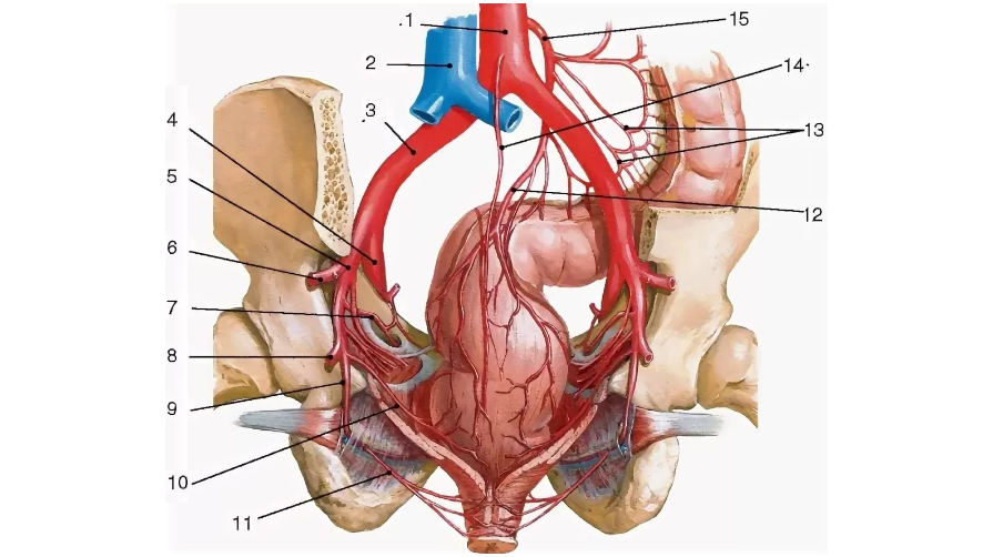 Кровообращение таза. Подвздошная артерия анатомия. Маточная артерия анатомия. Подвздошные сосуды анатомия. Артерия кровоснабжающая органы малого таза.