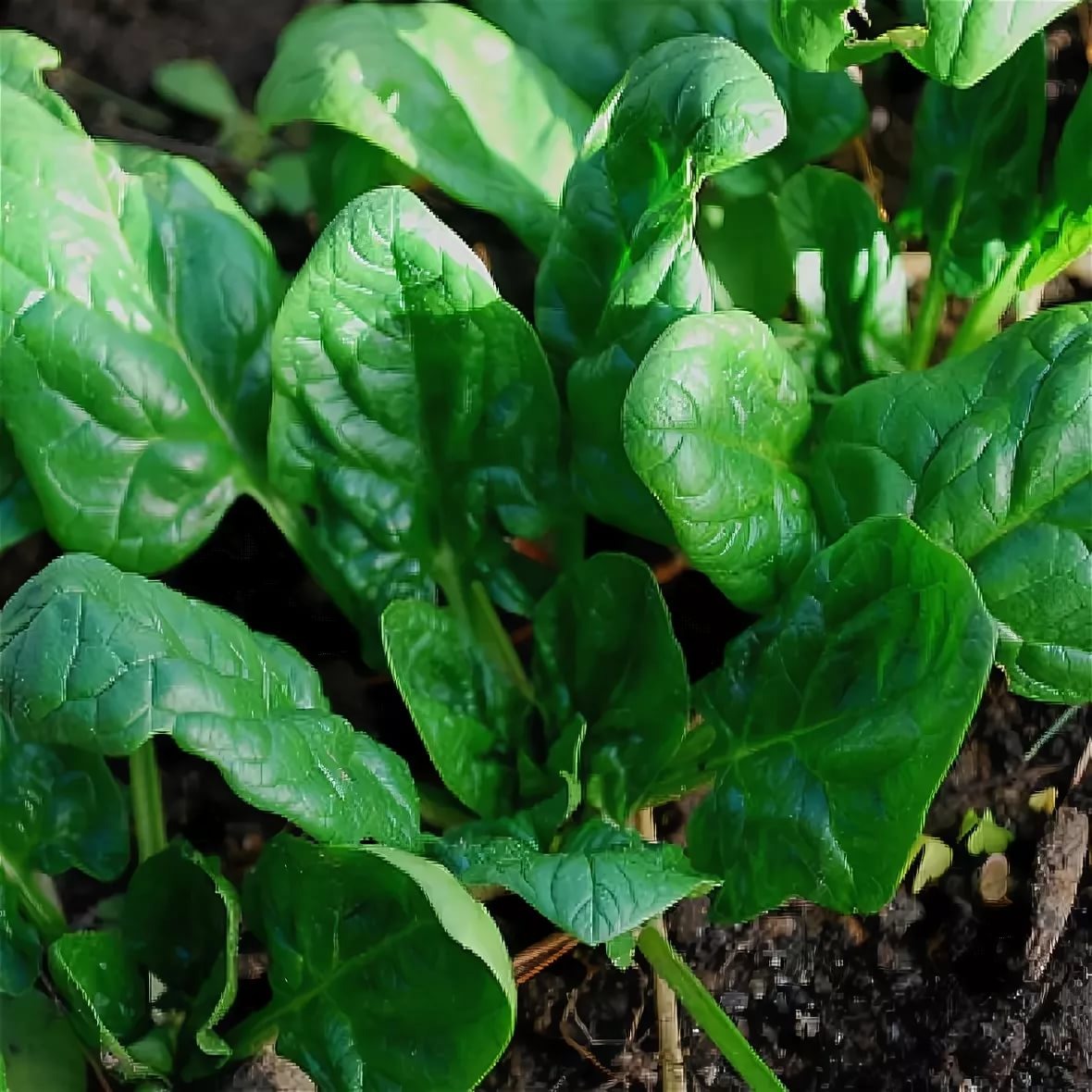 источник фото: quickcrop.ie