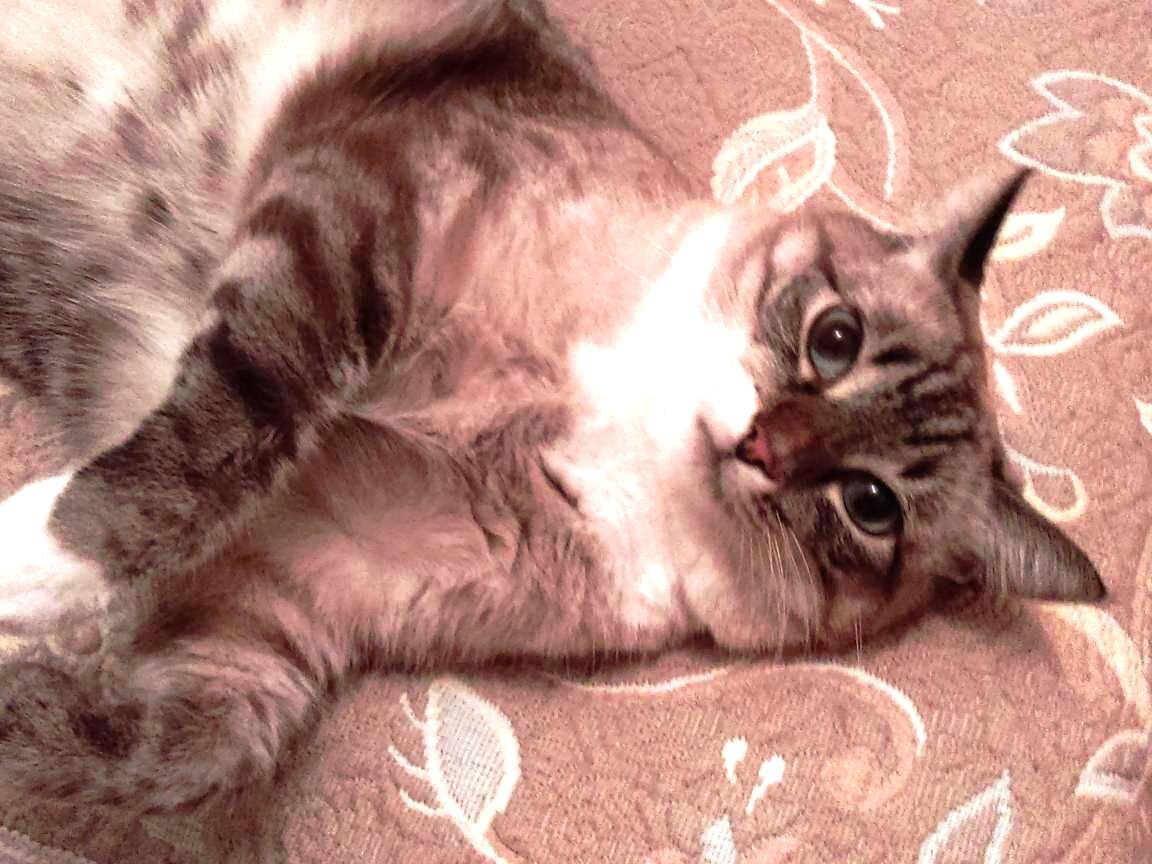 - Откуда этот редкостный напев - знакомых нот прекрасное сплетенье?