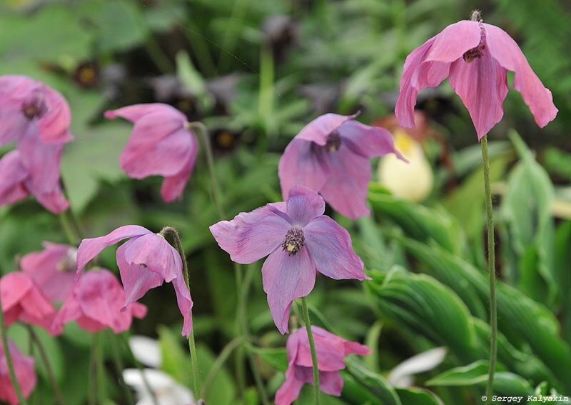 Меконопсис