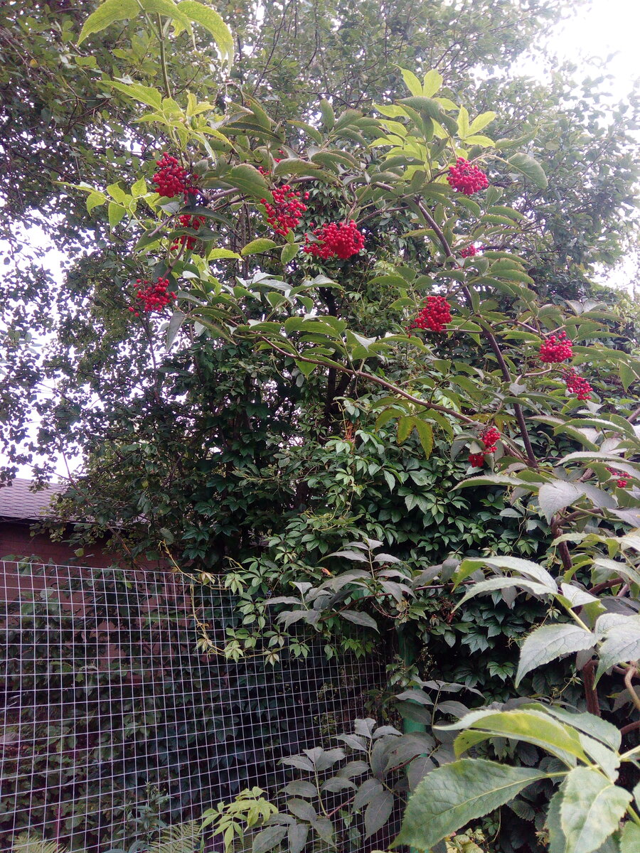 Плодоносящая бузина