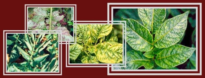 фото Яндекс.Картинки