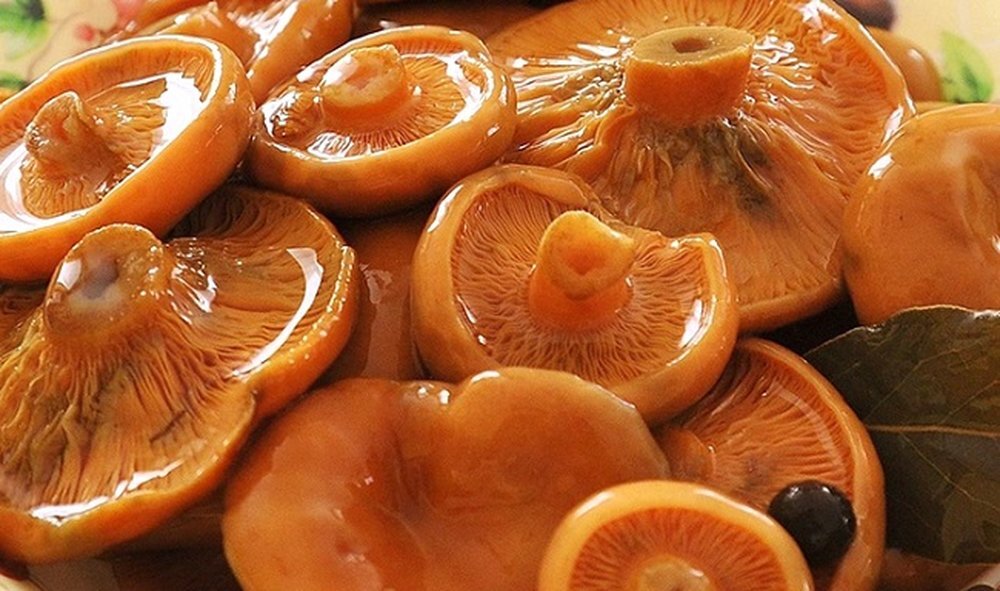 Как правильно солить рыжики: секреты ароматных и хрустящих грибов