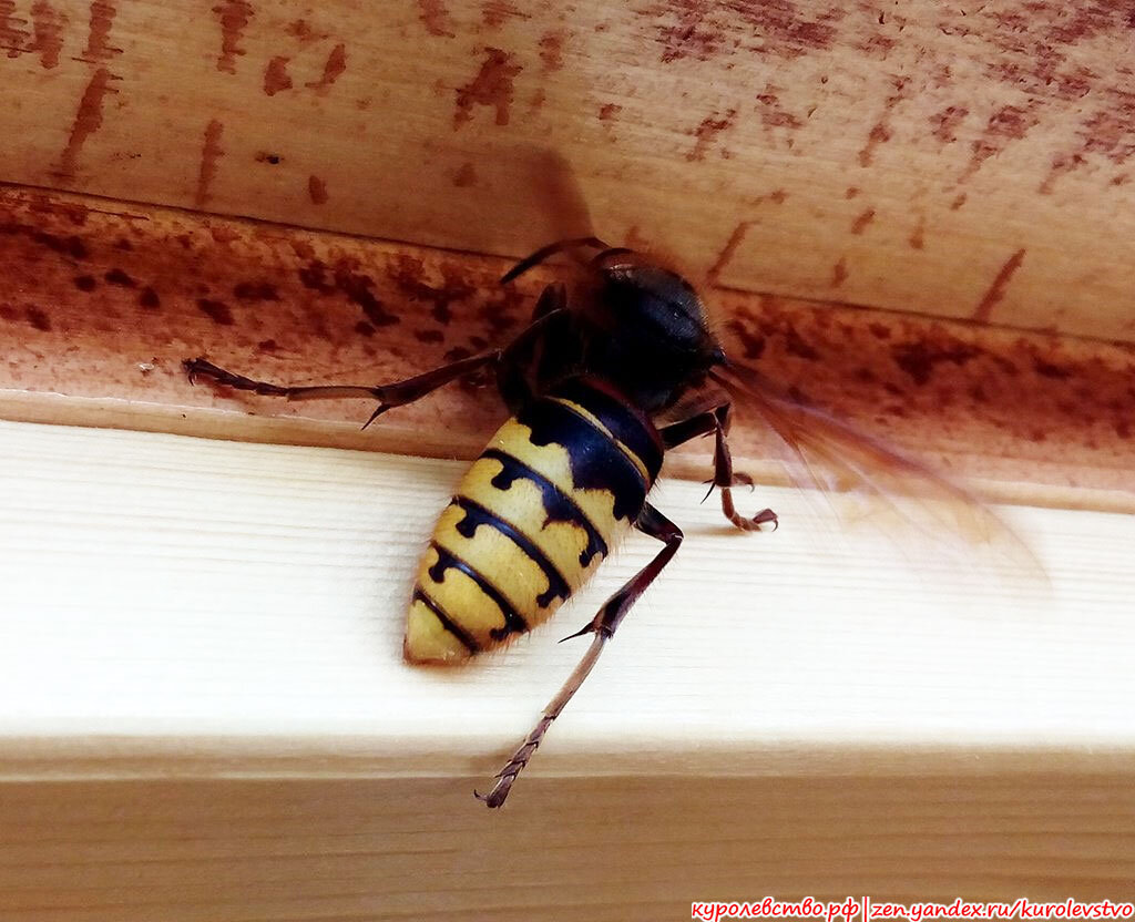 Фото автора.