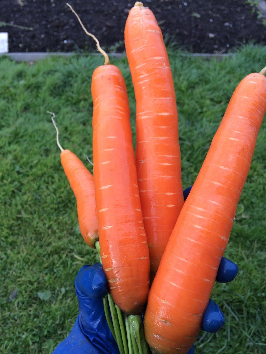 Вообще ту  морковь, которую закладывали на хранение, я не мыла. Перебор. Но для фотографии  помыла несколько.