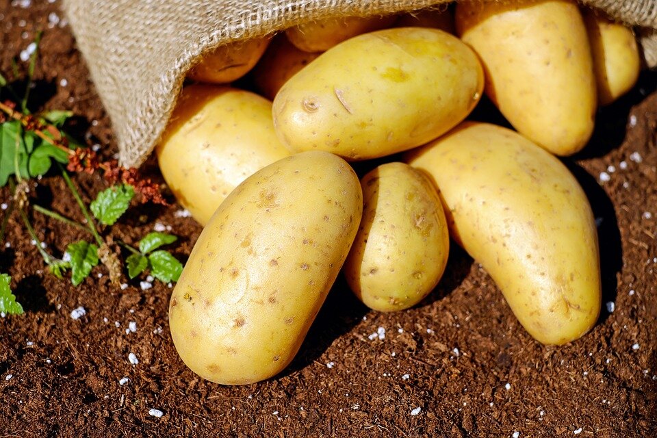 https://pixabay.com/photos/potatoes-vegetables-erdfrucht-bio-1585075/