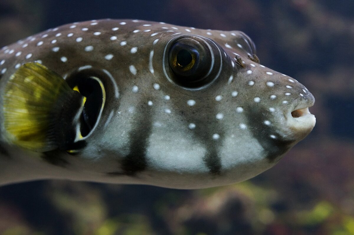 https://cdn.pixabay.com/photo/2017/06/05/16/57/puffer-fish-2374584_1280.jpg