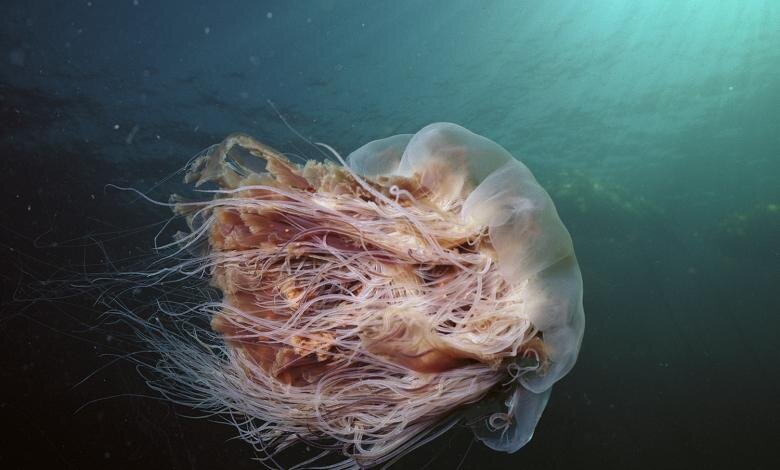 https://theawesomedaily.com/wp-content/uploads/2016/11/lions-mane-jellyfish-2.jpg
