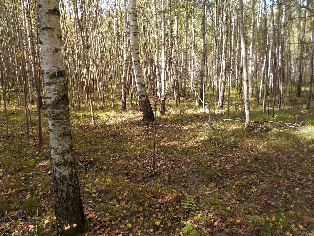 лес на сельхоз землях