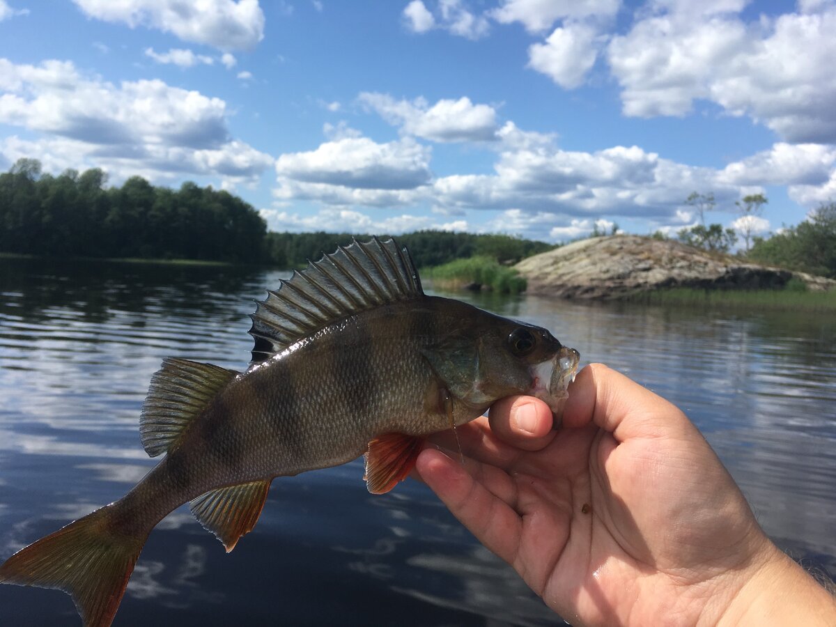 Окунь - зачастую первая рыба начинающего рыболова - спиннингиста