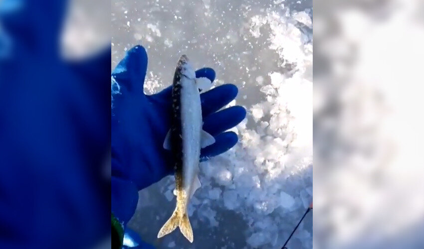 Кадр из видео: Instagram fishing_island_sakhalin