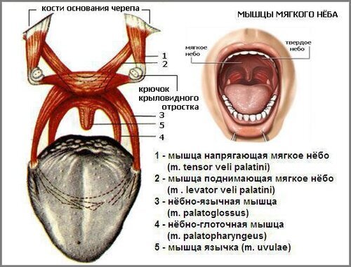 привет тозиллит, синусит, ларингит и прочие лор-заболевания
