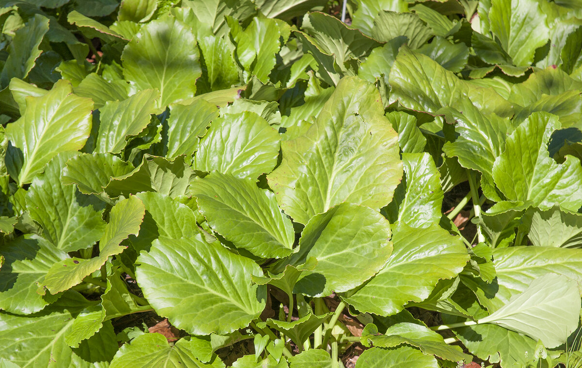 В некоторых местностях, в частности в ареале своего естественного обитания бадан используется не как декоративное, а в основном как лекарственное растение