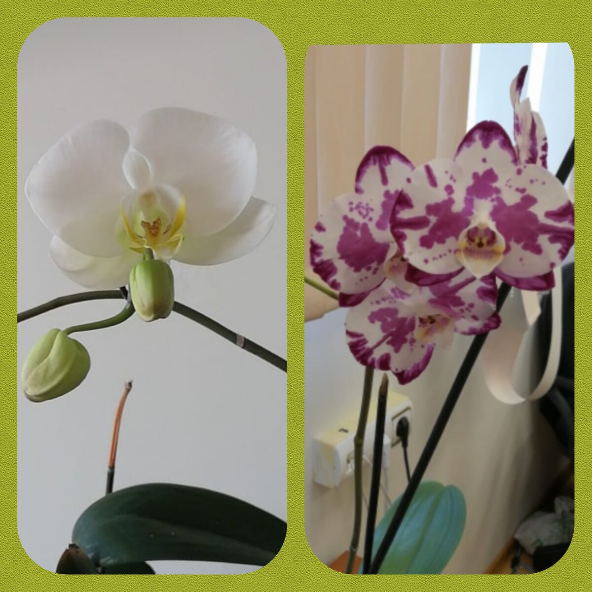 Опыление с белой на пятнистую и наоборот