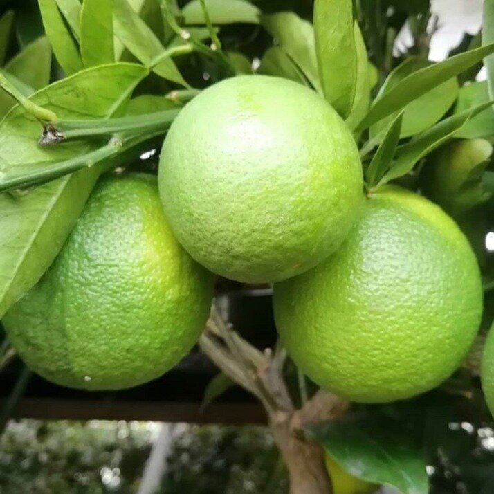 Апельсиновое дерево