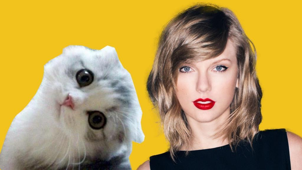 Кошка тейлор. Тейлор Свифт и Мередит. Taylor Swift Cats. Taylor Swift Cat Meredith. Коты Тейлор Свифт.
