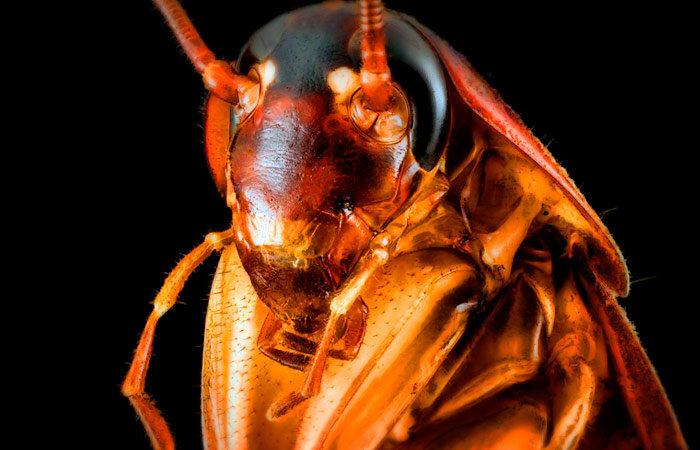 Хан Таракан