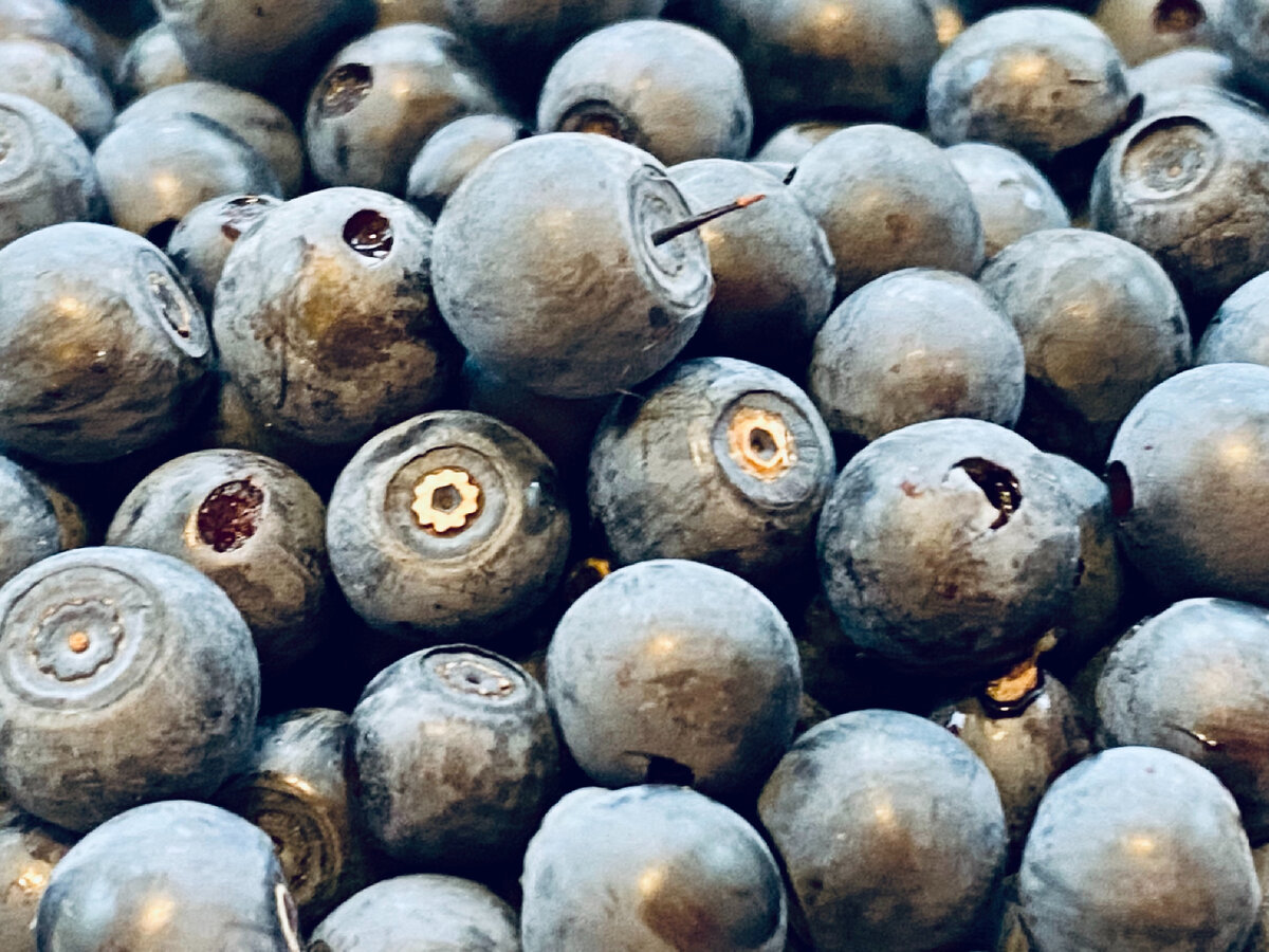 Собранные ягоды черники