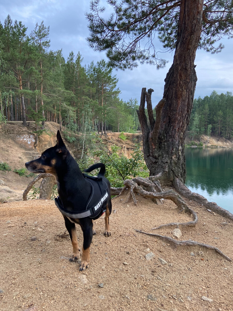 Дорогие друзья, немного о себе
Когда я была ребенком мне не разрешали заводить животных, но очень хотелось, я завидовала тем у кого они есть особенно собаки.
в раннем детстве с другими детьми я плохо ладила наверное от этого и хотелось верного друга.
Повзрослев, я наконец его обрела. Главное ни просто купить собаку а именно заслужить его доверие и стать друзьями.
Знакомьтесь, это Арчи, мой пёс, мой друг, часть моей семьи