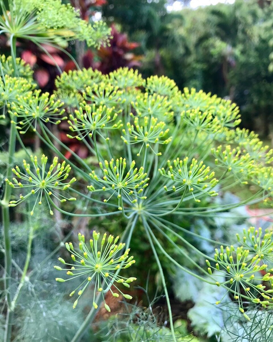 Зонтик укропа