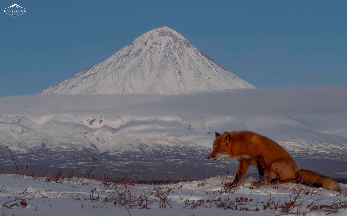 Пенелопа на своей норе. Автор фото: Дмитрий Шпиленок