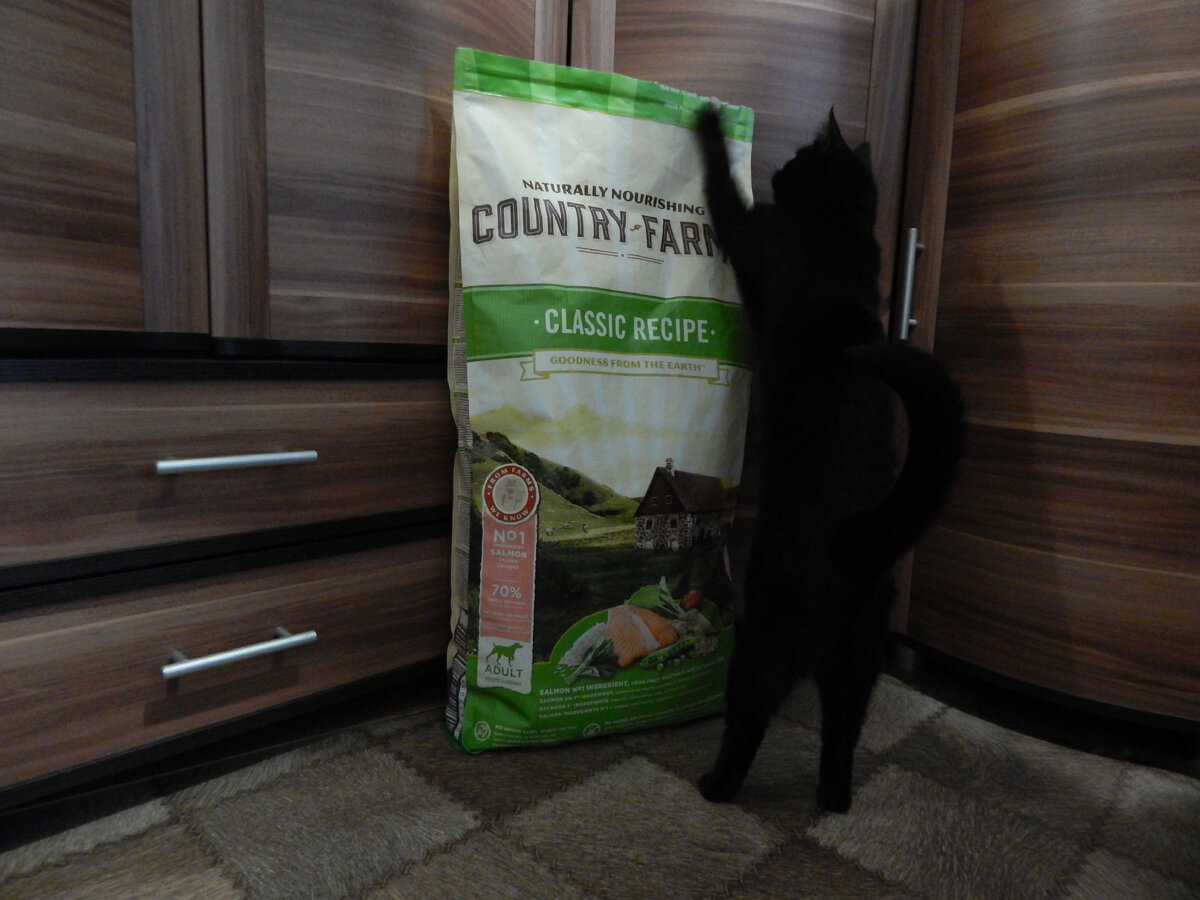 Кошка из собачьей миски не ворует, но если пара кусочков окажется на полу - съест