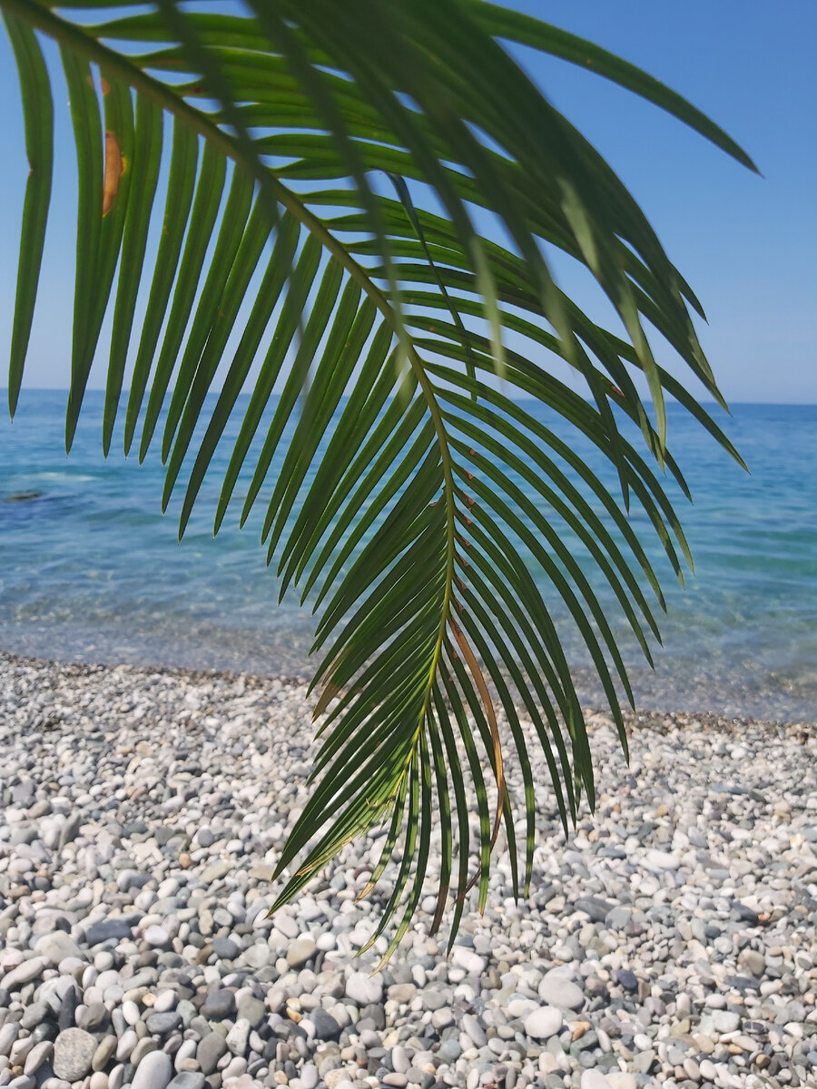 Пляж в Гагре.