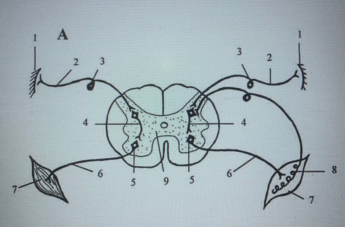 Рефлекторная дуга спинного мозга функции. Рефлекторная дуга чувствительный Нейрон. Рецептор чувствительный Нейрон вставочный Нейрон.