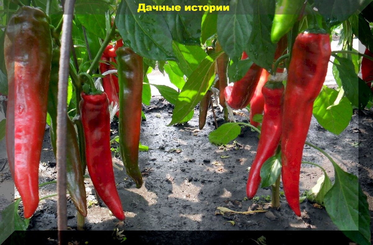 Перец в огороде фото