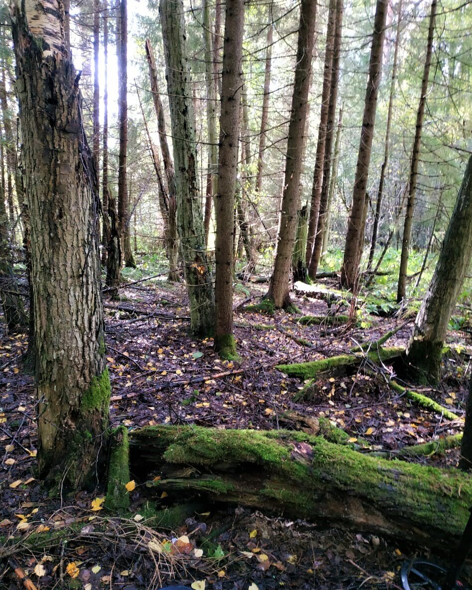 Сухое место. Ряд деревьев. 