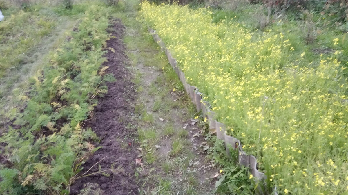 Грядка с морковью, которую надо выкопать