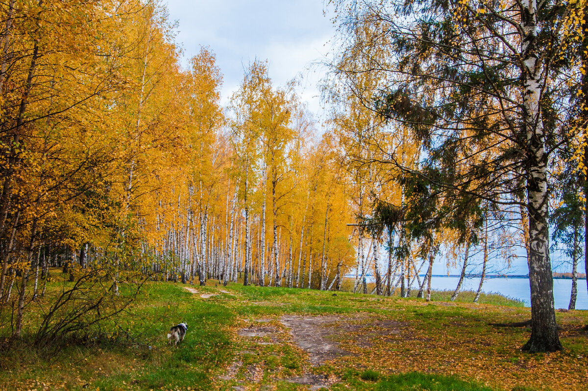 лесные озера калужская. тихая лесная заводь. в лесной заводи солнце хорошо прогрело воду. пейзажи природы. тихая заводь кратово.
