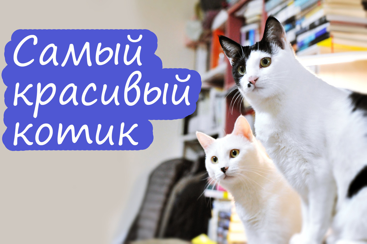 Фото для обложки. Источник pixabay.