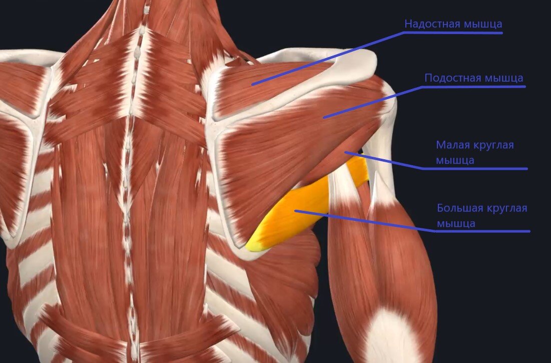 Мышцы плеча