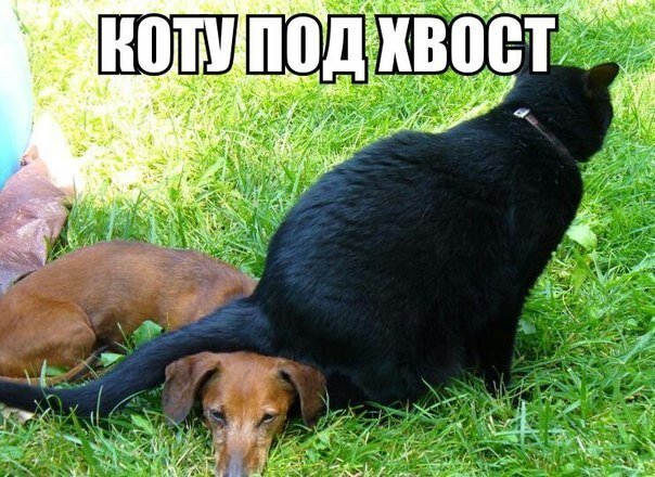 Вот что значит - коту под хвост604х440 | 92 Kb