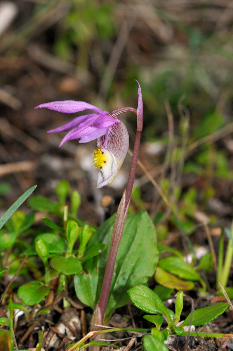 Калипсо луковичная (Calypso bulbosa)
