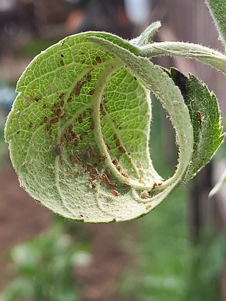 Сбалансированное питание: