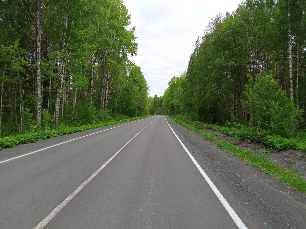 Видите медведя? А он есть.