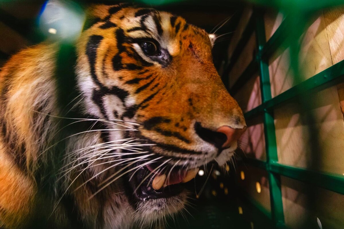 Амурский тигр Гектор — известный подопечный фонда «Спаси меня». Он попал в приют ещё тигрёнком с перебитыми лапами. Ветеринары спасли его, вырастили и перевезли в реабилитационный центр «Утес» в Хабаровском крае. Только на питание такого взрослого тигра приют тратил до 700 тысяч рублей в год. 