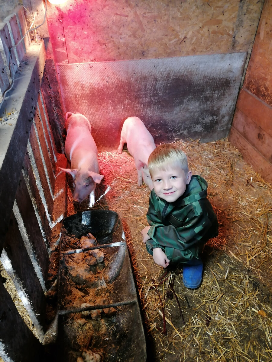 Этих девченок привозили на свиноматок, но все пошло не по плану