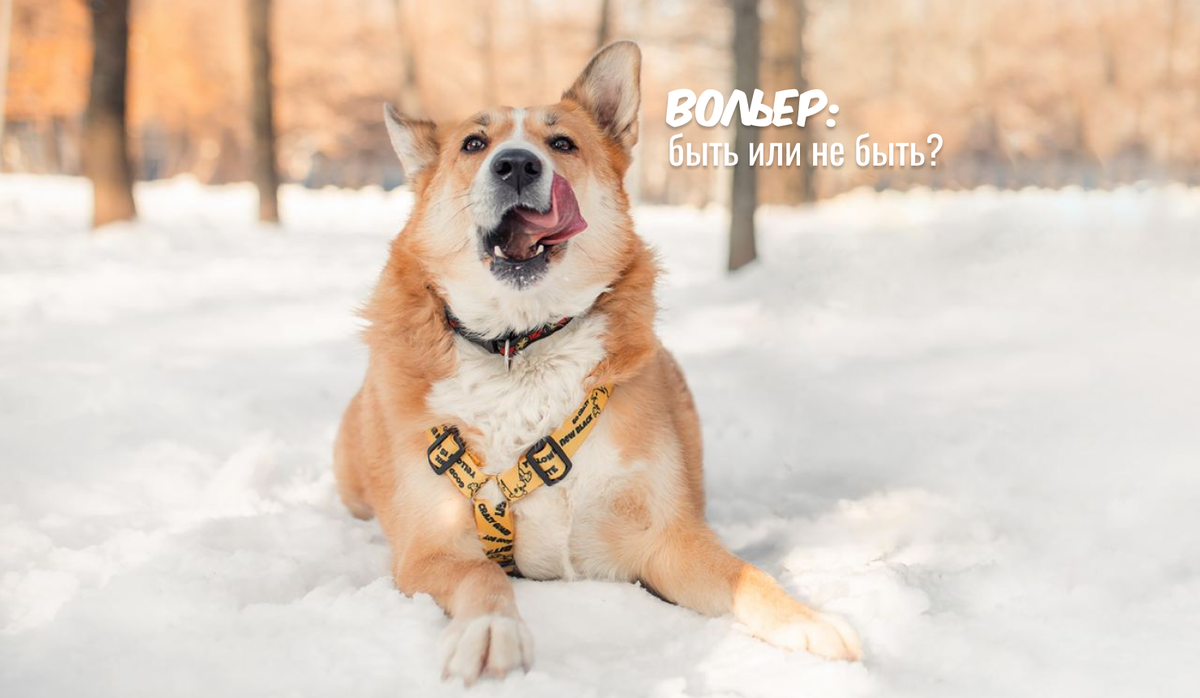 Гоша, ищет дом