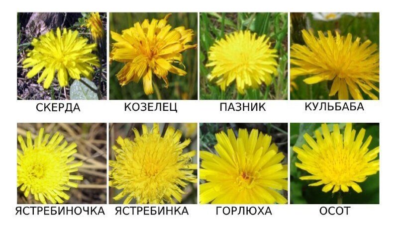 Часть разновидностей того что мы называем просто - "Одуванчики"
