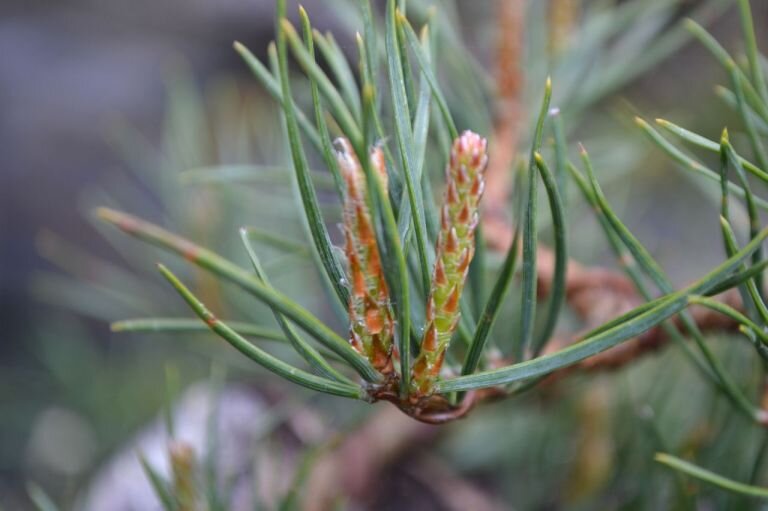 Свечки этого года до прищипки.