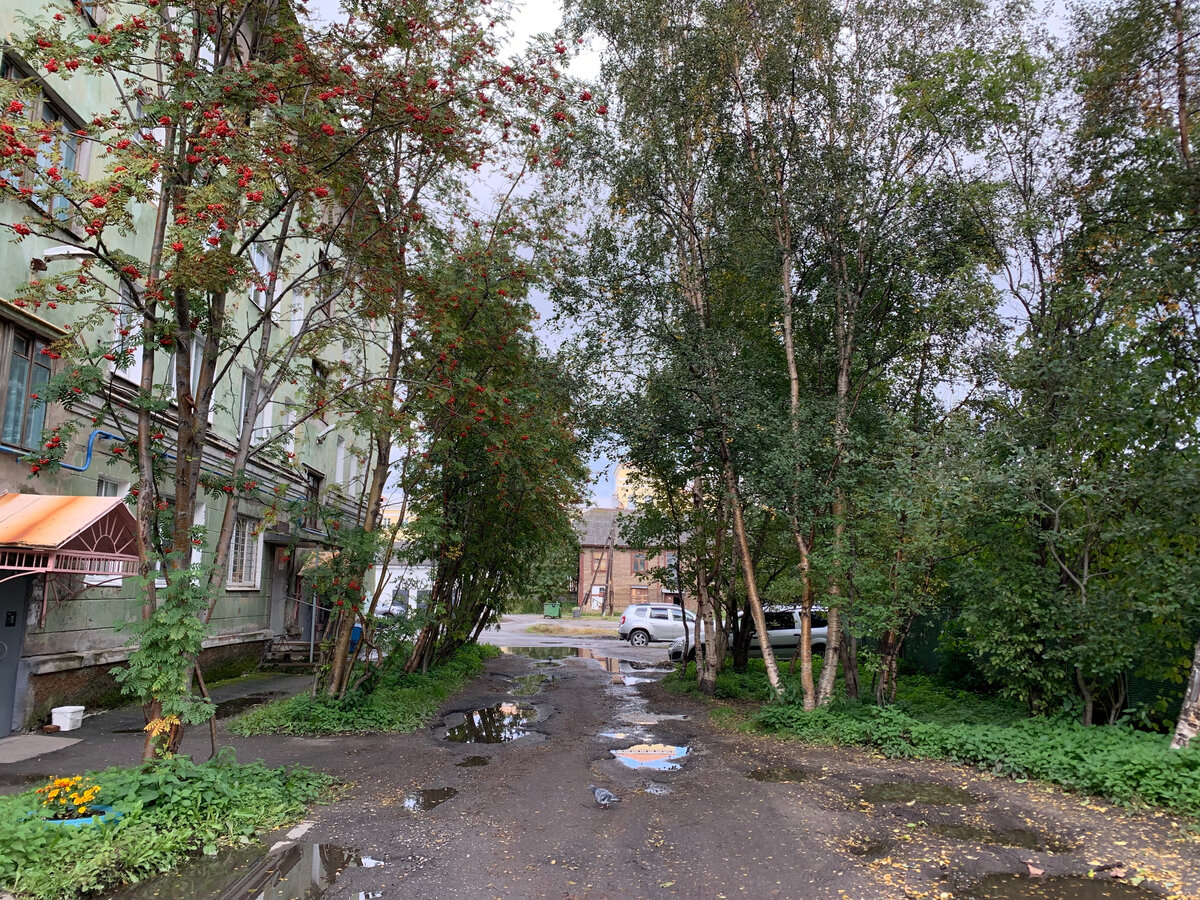 Деревья в мурманском дворике