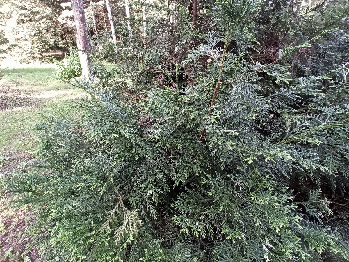 Туевик долотовидный в Московском ботаническом саду