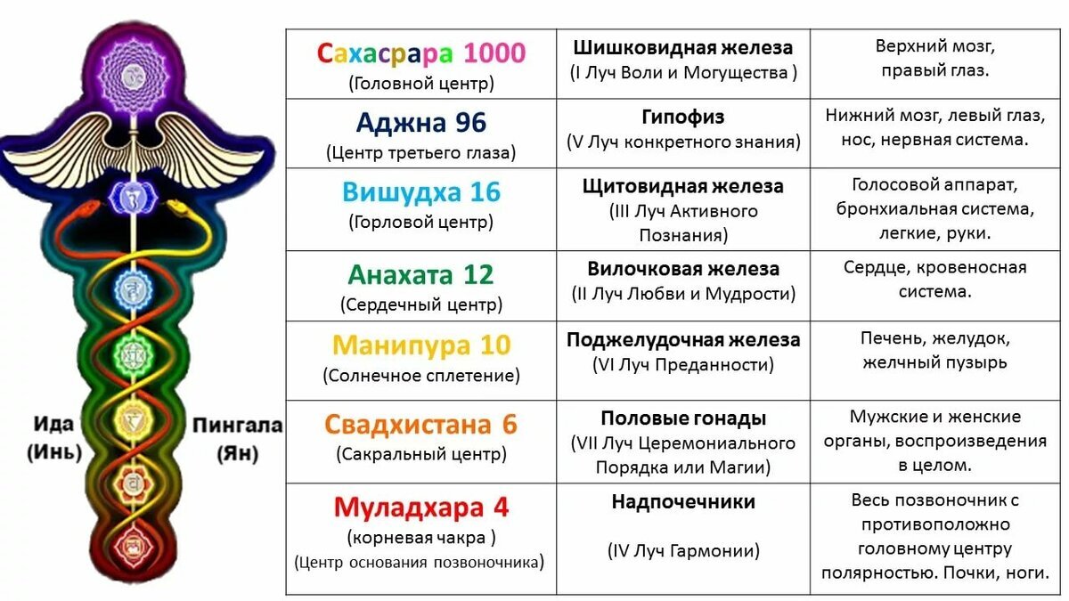 Сколько тел. Чакры человека сзади. Энергетические чакры человека описание. Энергетические центры человека чакры. Чакры схема расположения.