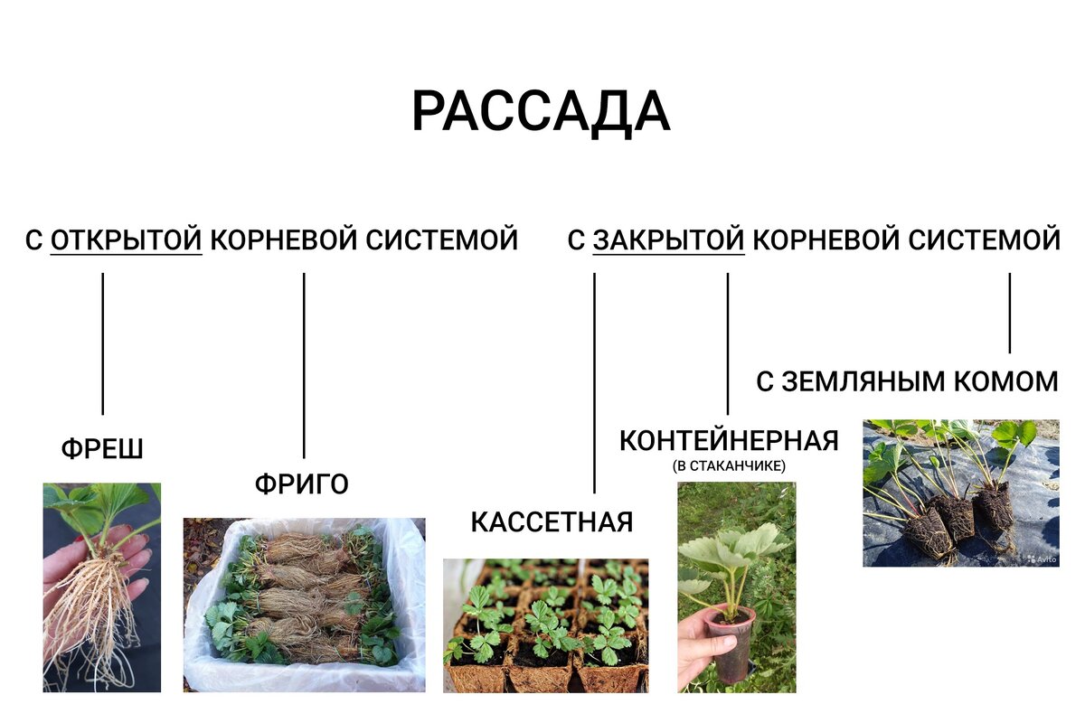 Рассада клубники: все способы выращивания - фото, кассетная рассада, разновидности сортов